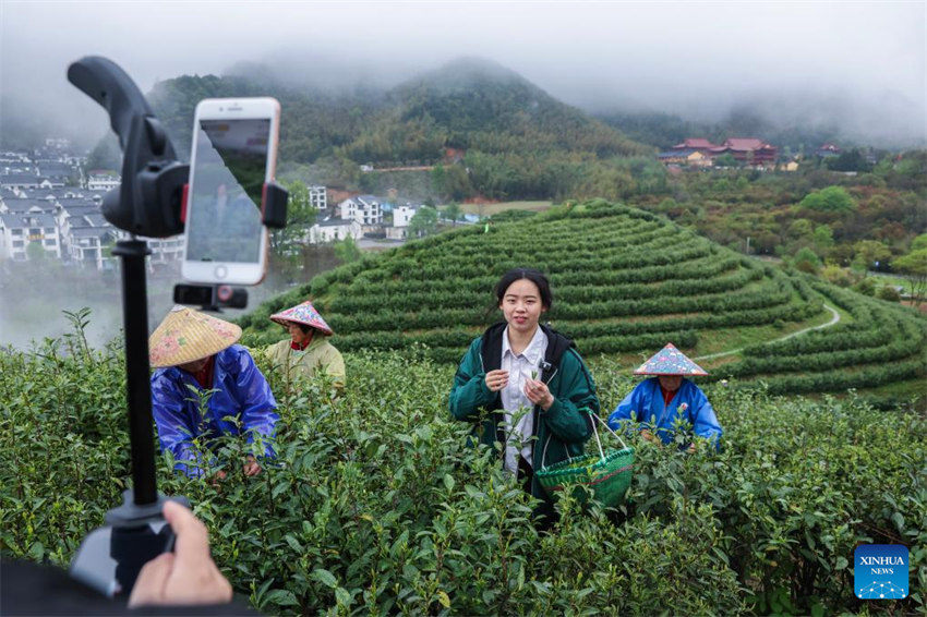 Zhejiang: indústria de chá Juyan registra crescimento sustentado