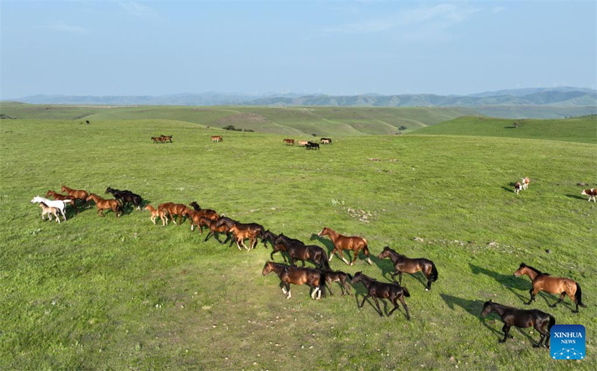 Uma olhada da barreira de segurança ecológica no norte da China