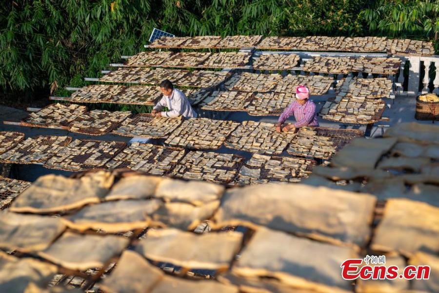 Galeria: temporada outonal de seca brotos de bambu tem início em Guangxi