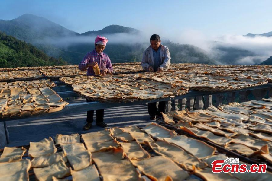 Galeria: temporada outonal de seca brotos de bambu tem início em Guangxi