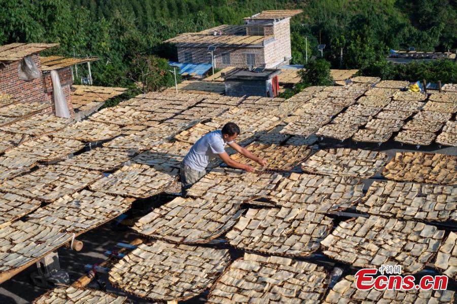 Galeria: temporada outonal de seca brotos de bambu tem início em Guangxi