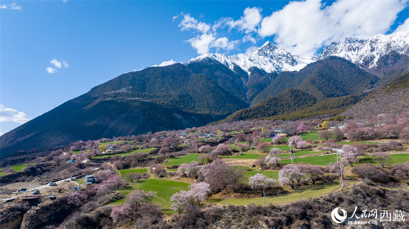 Xizang: pêssegos selvagens florescem em Linzhi