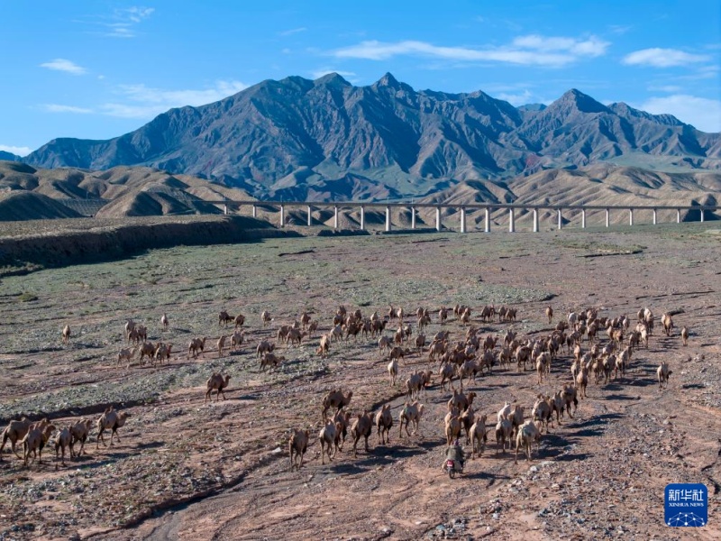 Transumância de verão tem início em Gansu, noroeste da China