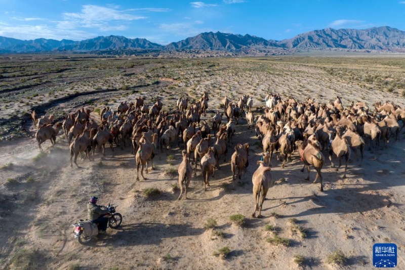 Transumância de verão tem início em Gansu, noroeste da China
