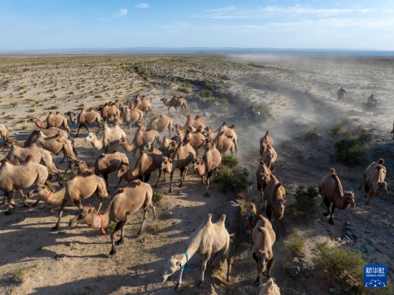 Transumância de verão tem início em Gansu, noroeste da China