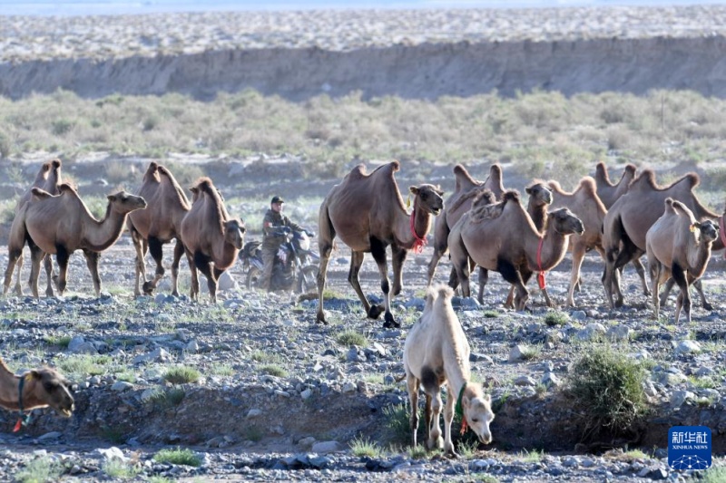 Transumância de verão tem início em Gansu, noroeste da China