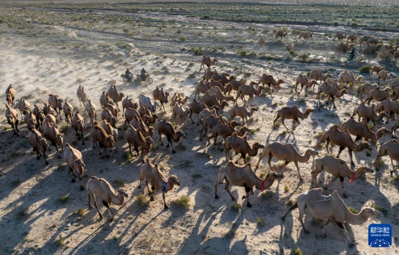 Transumância de verão tem início em Gansu, noroeste da China