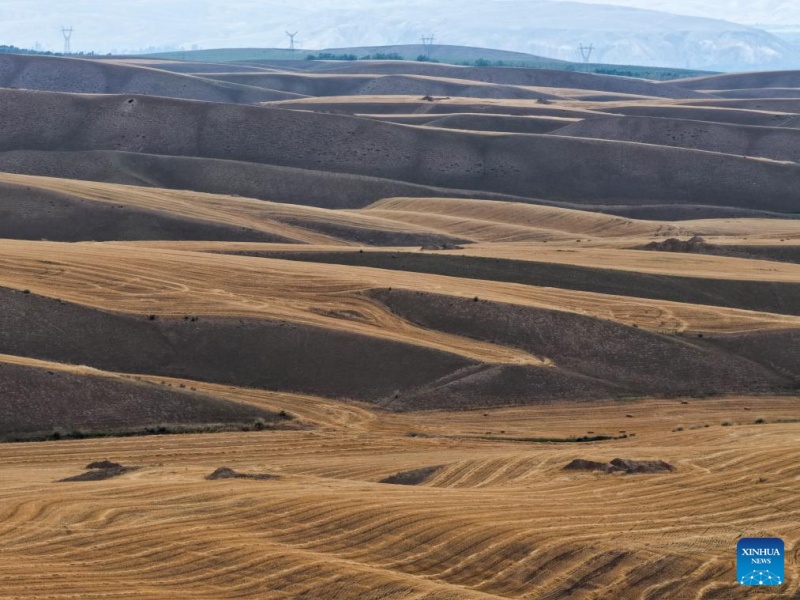 Trigo maduro pronto para colheita em Xinjiang