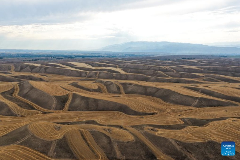 Trigo maduro pronto para colheita em Xinjiang