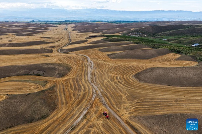 Trigo maduro pronto para colheita em Xinjiang