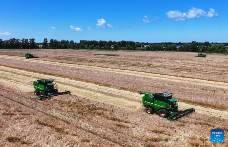 Colheita de trigo em andamento no nordeste da China