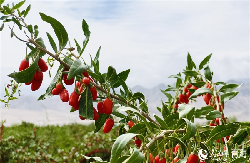 Qinghai entra na temporada de colheita de bagas de goji