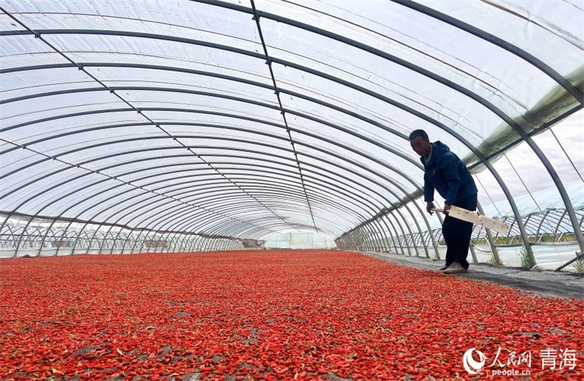 Qinghai entra na temporada de colheita de bagas de goji