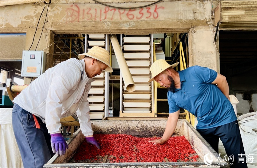 Qinghai entra na temporada de colheita de bagas de goji