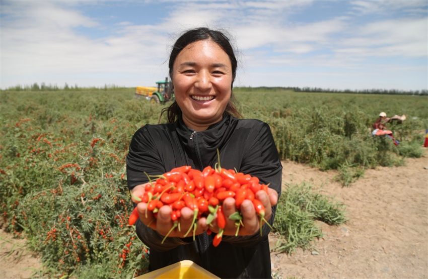 Qinghai entra na temporada de colheita de bagas de goji