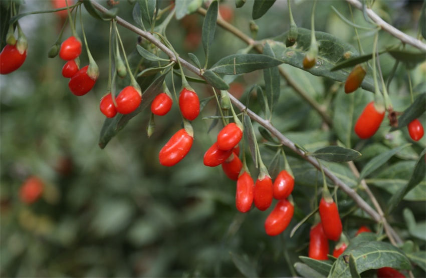 Qinghai entra na temporada de colheita de bagas de goji