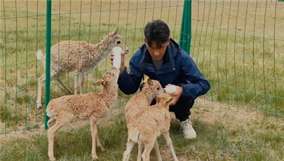 China possui "jardim de infância" para antílopes tibetanos em Hoh Xil        