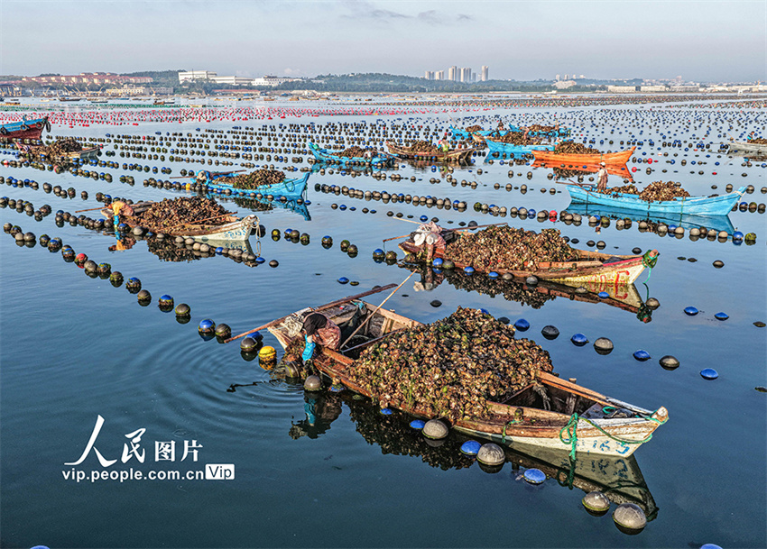 Ostras são colhetadas para mercado de Shandong, leste da China