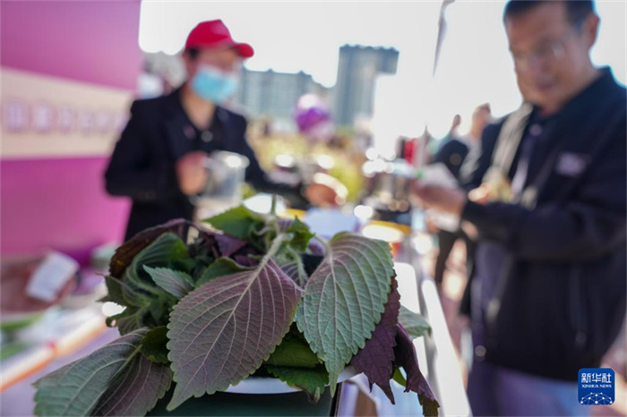 China celebra o 8º Festival de Safra