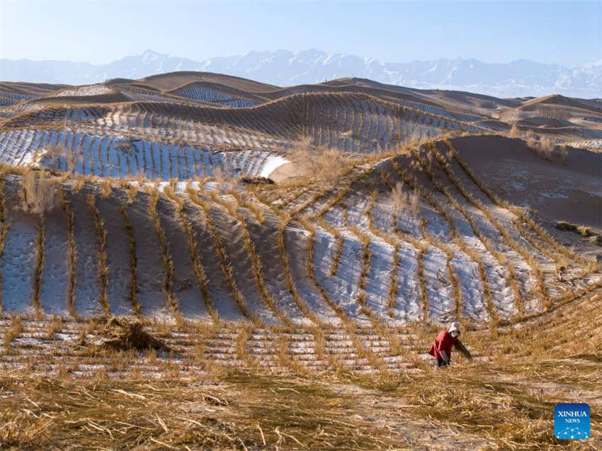 Projeto de controle da desertificação em andamento em Gansu, noroeste da China