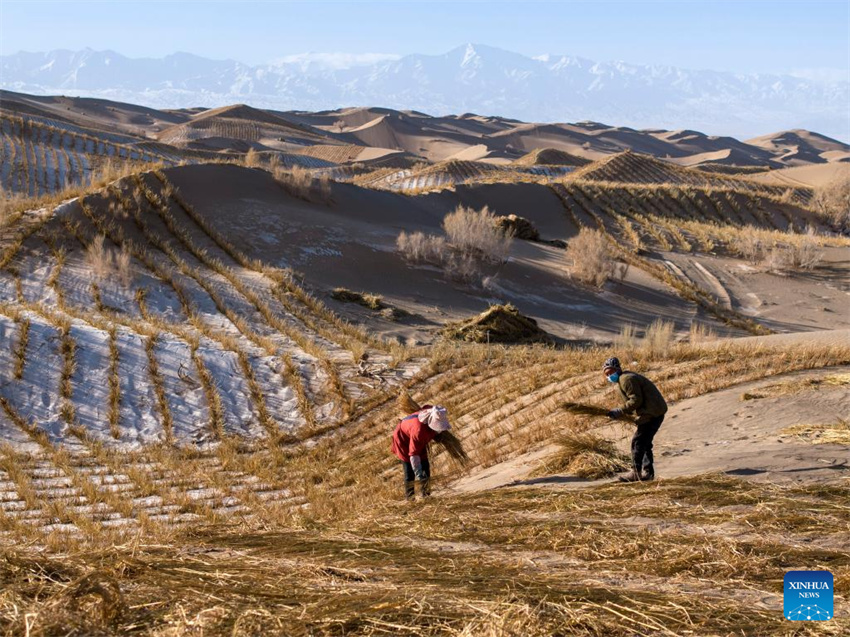 Projeto de controle da desertificação em andamento em Gansu, noroeste da China