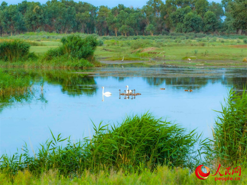 Reserva natural em Xinjiang floresce e recupera biodiversidade no coração do deserto