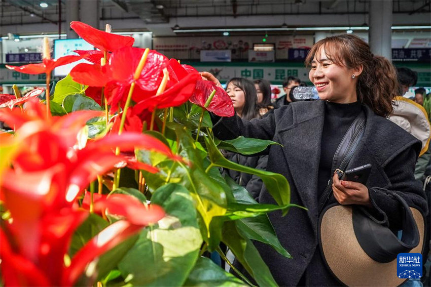 Flores festivas da “Capital Asiática das Flores” registram alta de vendas
