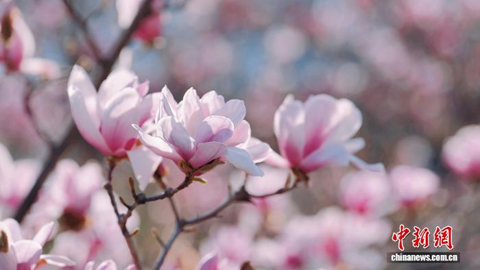 Galeria: parques de Longnan atravessam período de floração plena da primavera