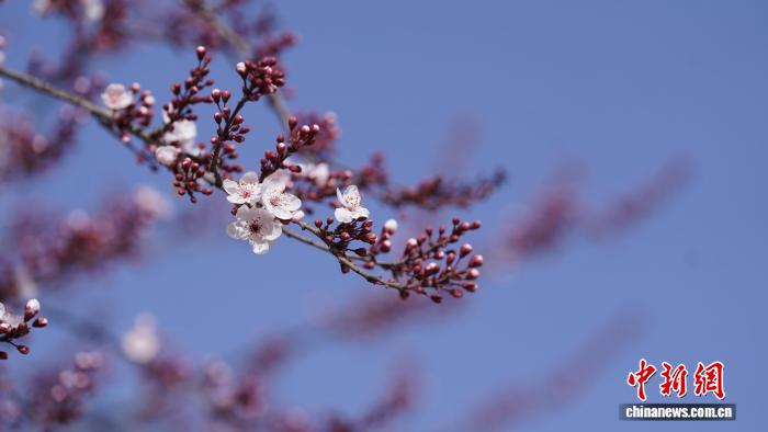Galeria: parques de Longnan atravessam período de floração plena da primavera