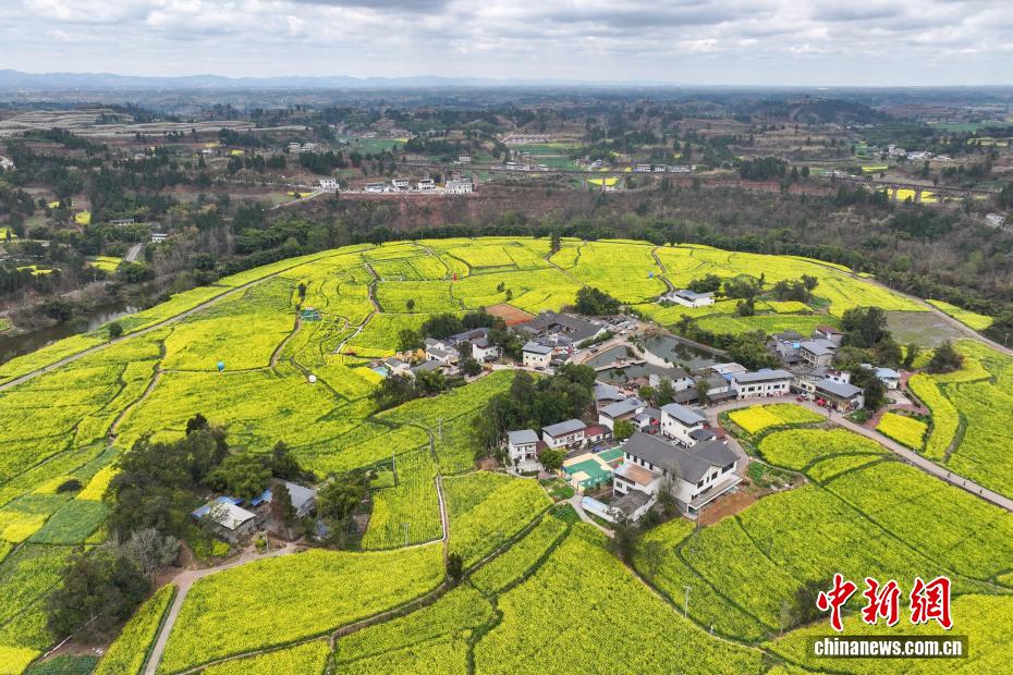 Campos de colza florescem, atraindo visitantes na província de Sichuan