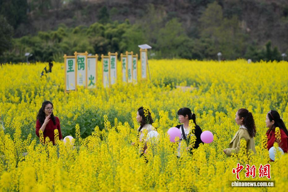 Campos de colza florescem, atraindo visitantes na província de Sichuan
