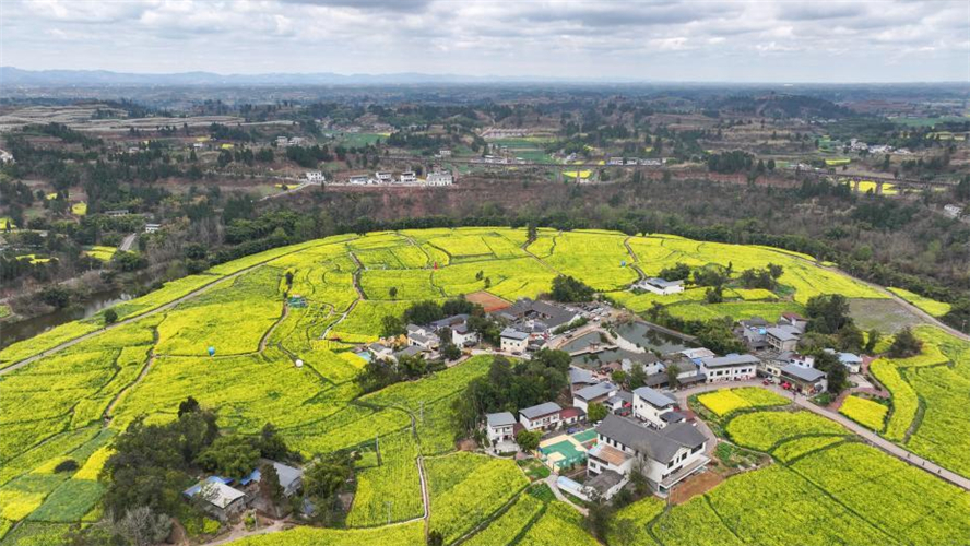 Campos de colza florescem, atraindo visitantes na província de Sichuan