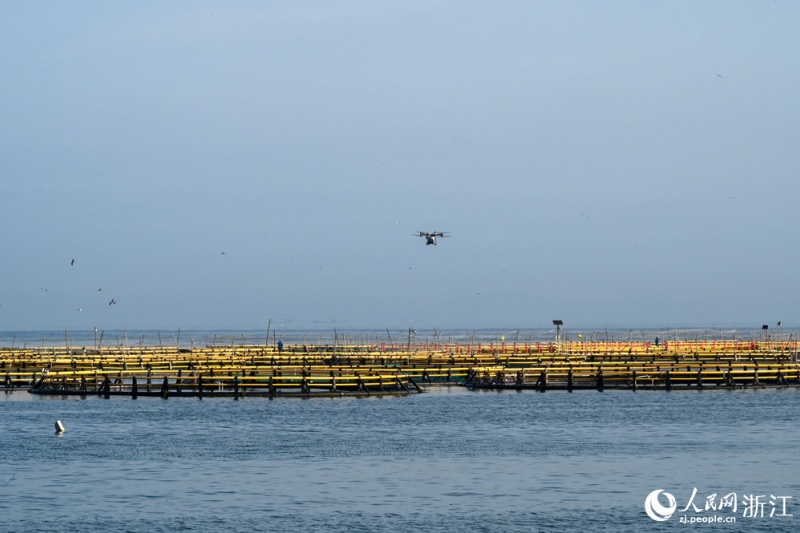 Corvinas-amarelas-grandes de Wenzhou desfrutam de refeições entregues por drones