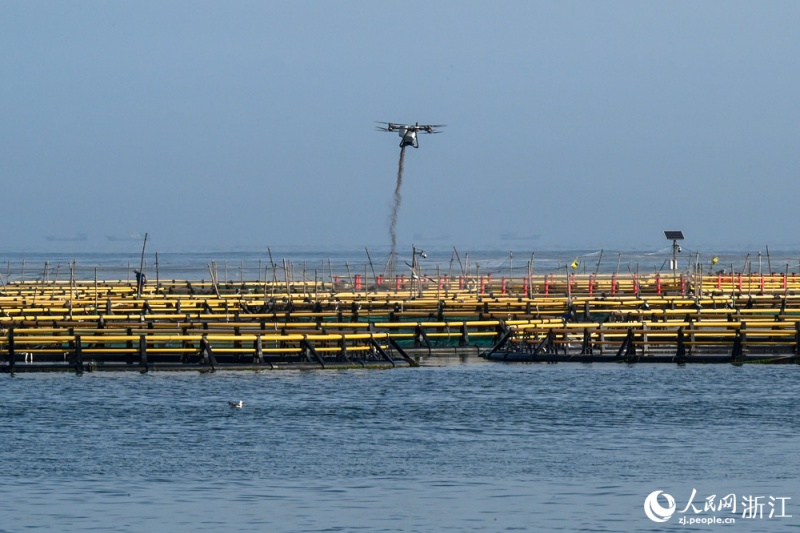 Corvinas-amarelas-grandes de Wenzhou desfrutam de refeições entregues por drones
