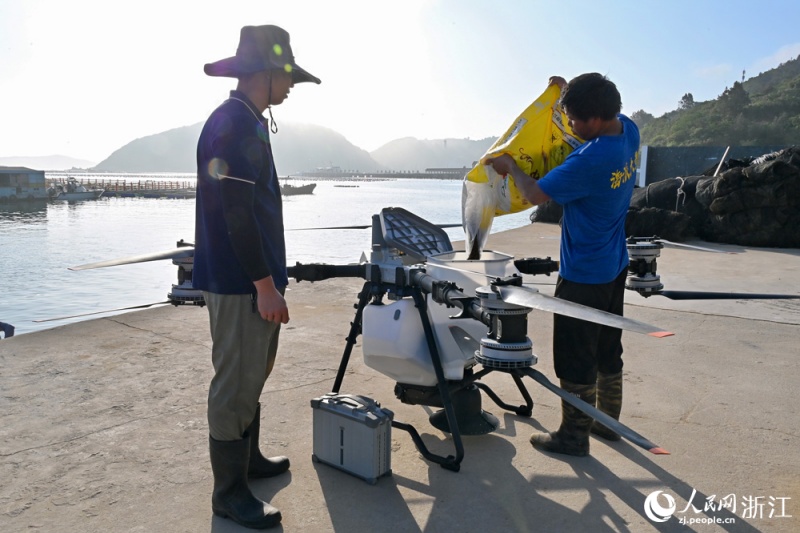 Corvinas-amarelas-grandes de Wenzhou desfrutam de refeições entregues por drones