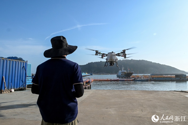 Corvinas-amarelas-grandes de Wenzhou desfrutam de refeições entregues por drones