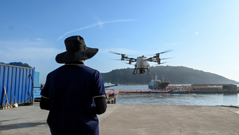 Corvinas-amarelas-grandes de Wenzhou desfrutam de refeições entregues por drones