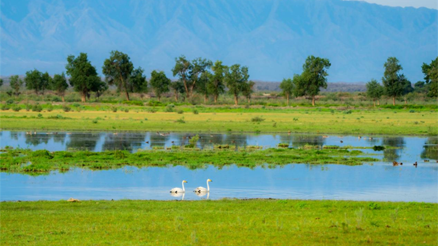 Reserva natural em Xinjiang floresce e recupera biodiversidade no coração do deserto