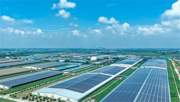 China explora novas formas de combinar energia solar com a agricultura Painéis solares estão surgindo em cada vez mais fazendas por toda a China, à medida que o país busca novas maneiras de aliar energia renovável à produção agrícola.Um projeto de energia solar em telhados de uma grande fazenda de laticínios na província de Anhui entrou em operação em julho, cobrindo 560.000 metros quadrados de telhados de estábulos, sem ocupar nenhuma área de terra adicional.
